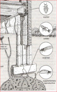 Termite Inspection in Westchester, County, NY. Termites, Pest Control Mamaroneck