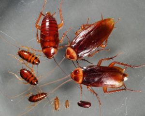Pest Control Cockroach Exterminators Westchester NY