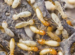 Termite Exterminating in Westchester NY